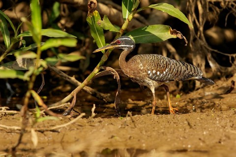 Sunbittern (Eurypyga helias helias) feeding in a wetland area in the Pantanal region of Brazil