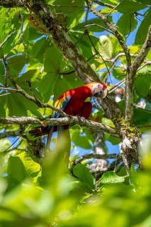 Scarlet Macaw (Ara macao) eating fruit in catappa tree (Terminalia catappa), Puntarenas province,