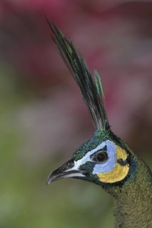 Green Peafowl (Pavo muticus), Florida, USA