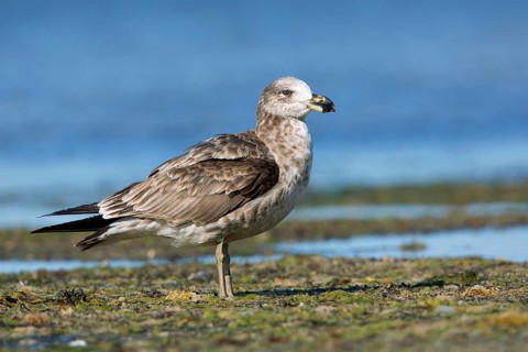 Pacific Gull (Larus pacificus georgii) juvenile, South Australia, Australia