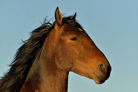 Desert Horse (Equus ferus), portrait, near waterhole-Garub, near Aus, Karas Region, Namibia