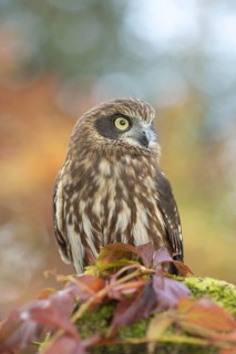 Morepork (Ninox novaeseelandiae), captive, Germany