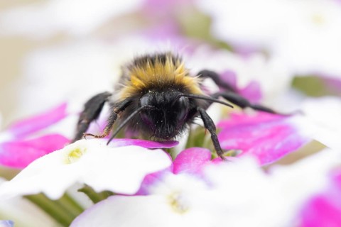 Buff tailed bumblebee (Bombus terrestris) adult bee on a flower in an urban garden in summer,