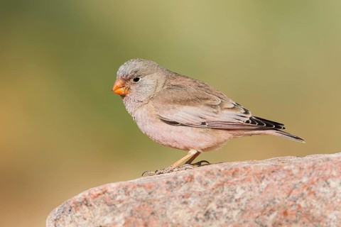 Trumpeter Finch (Bucanetes githagineus) male, Eilat, Israel