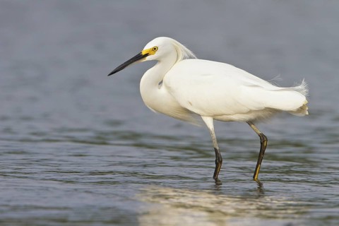 Snowy Egret (Egretta thula) feeding along the shore of a river in Costa Rica, Central America