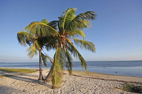 Sandy beach beach with coconut palm (Cocos nucifera), palm trees, sea, symbol, holiday, Key West,