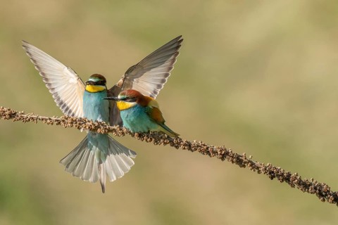 European bee-eater (Merops apiaster) on a branch during the breeding season in spring. Jechtingen,