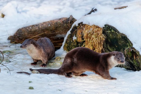On a sunny day two otters (Lutra lutra) sit in the snow in front of a root of a dead tree