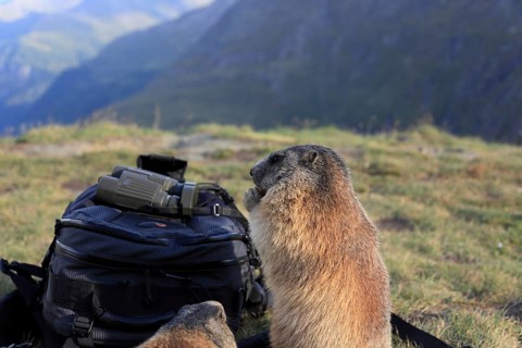 Two adult Alpine Marmot, Marmota marmota, explore the photographers backpack, looking for food