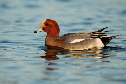 Eurasian Wigeon (Mareca penelope) male, Arizona, USA