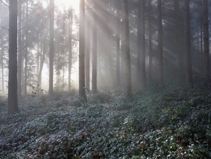 Forest with sunbeams in the haze, Lindenberg, Canton Aargau, Switzerland