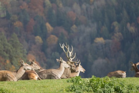 A herd of red deer resting on a meadow in sunshine