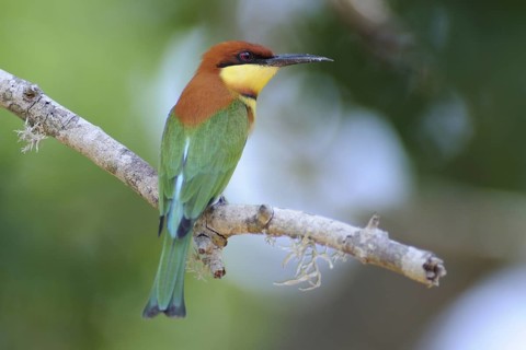 Chestnut-headed Bee-eater (Merops leschenaulti), Sri Lanka