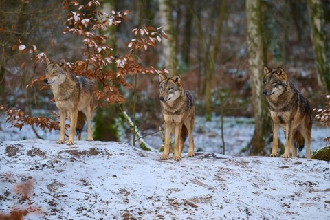 Three wolves in the snowy forest next to deciduous trees standing attentively, winter, wolf (Canis