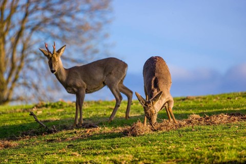 Two roebucks (Capreolus capreolus) stand on a meadow. One of them sweeps his antlers on the ground