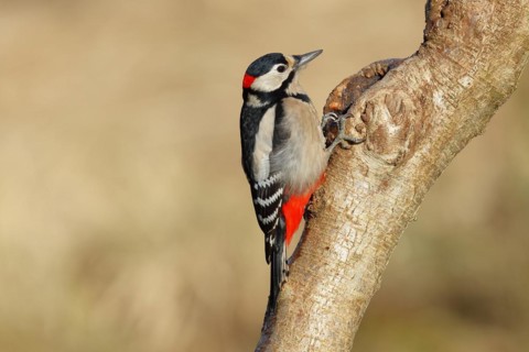 Great spotted woodpecker (Dendrocopos major) male sitting at a water pot in a tree trunk to search