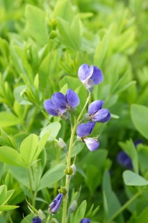 Baptisia (Baptisia australis),  Sweden