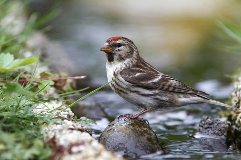 Common Redpoll (Acanthis flammea) female at stream, Mecklenburg-Western, Pomerania, Germany