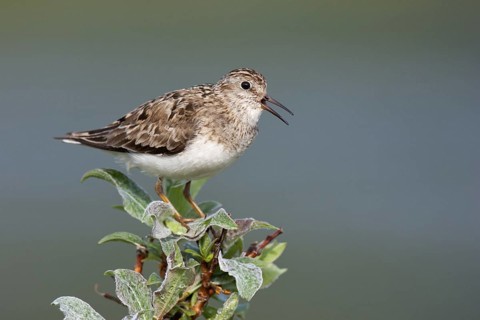 Temminck's Stint (Calidris temminckii) calling, Finnmark, Norway