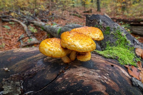 Goldfell Schüppling (Pholiota aurivella), fruiting body on a dead trunk of a copper beech (Fagus