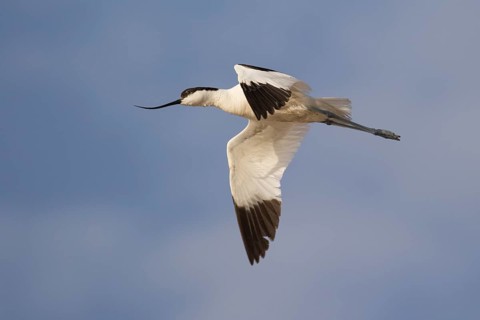 Pied Avocet (Recurvirostra avosetta) flying, Lesvos, Greece