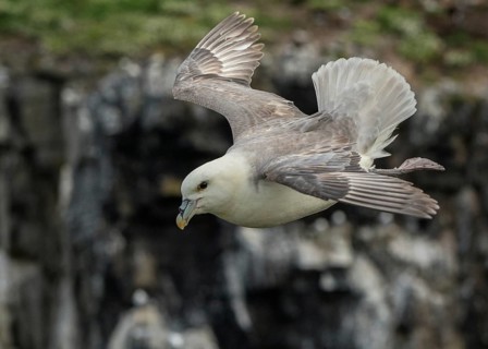 Northern Fulmar (Fulmarus glacialis) flying, Scotland, United Kingdom