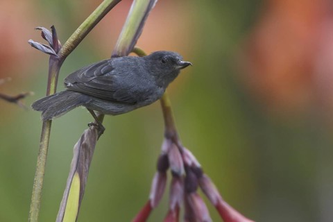 Slaty Flowerpiercer (Diglossa plumbea), Costa Rica