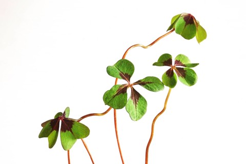 Four-leaf clover, Germany