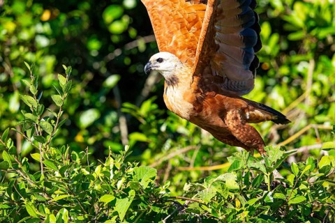 Black-collared hawk (Busarellus nigricollis) Pantanal Brazil