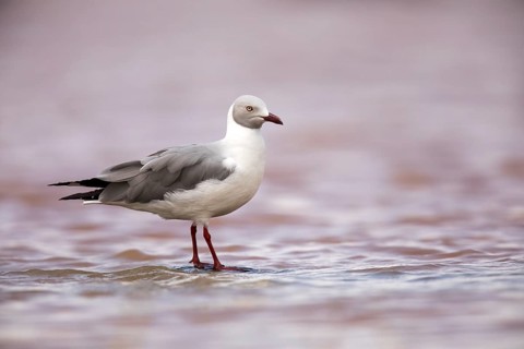 Grey-headed Gull (Chroicocephalus cirrocephalus), Lake Langano, Ethiopia