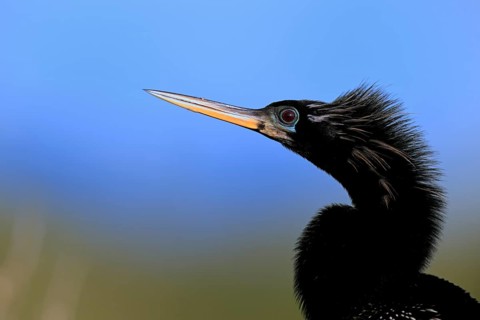 American Darter (Anhinga anhinga), American Darter, adult, male, portrait, Merritt Island, Black