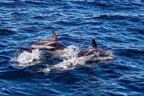 Two dolphins jumping close together dynamically through the blue sea, The Clymene dolphin (Stenella