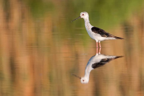 Black-winged Stilt (Himantopus himantopus), juvenile, Spain