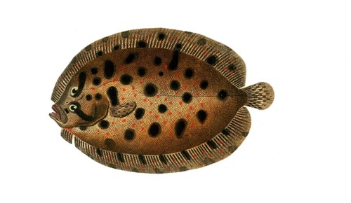 Fish, Fish, Genus of right-eye flounders, Pleuronectes punctatus, Historical, digitally restored