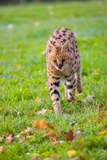A male serval, Leptailurus serval, walks across a green meadow