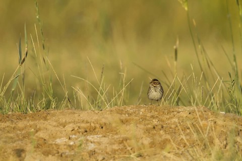 Little Bunting (Emberiza pusilla), Oman
