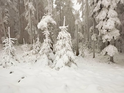 Shrubs and trees in hoarfrost, Horben, Lindenberg, Freiamt, Canton Aargau, Switzerland