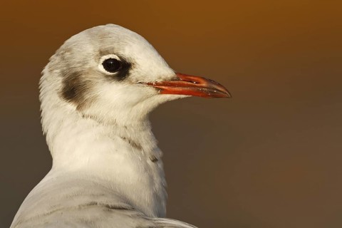 Black-headed Gull (Chroicocephalus ridibundus), Asturias, Spain