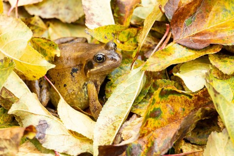 Common frog (Rana temporaria) adult amphibian on fallen autumn leaves in a garden, England, United