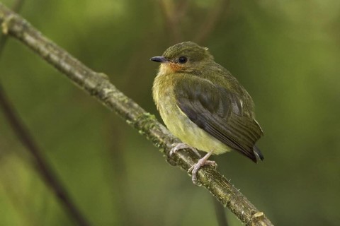 Club-winged Manakin (Machaeropterus deliciosus) female perched on a branch, Ecuador