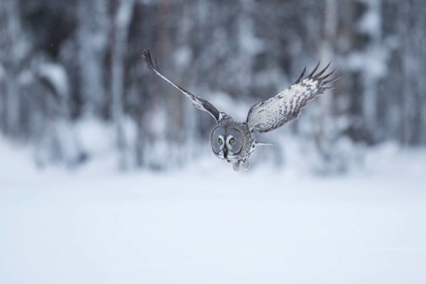 Great Grey Owl (Strix nebulosa) flying, Finland