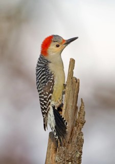 Red-bellied Woodpecker (Melanerpes carolinus) female, Ohio, USA