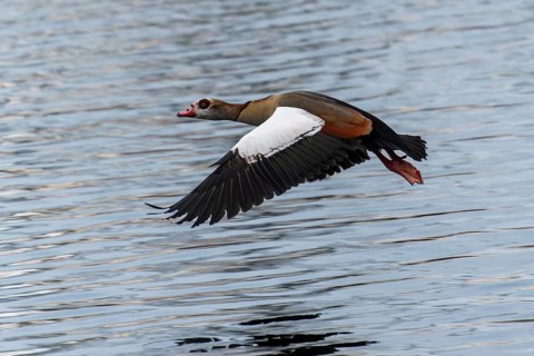 Nile Goose gliding in flight over the smooth water surface with spread wings, Nile Goose,