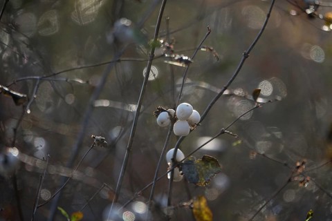 Common snowberry (Symphoricarpos albus), late autumn, Saxony, Germany