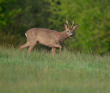 Roe deer (Capreolus capreolus), roebuck with beginning hair change standing in a meadow and looking