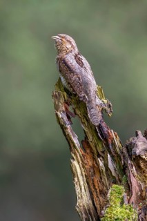Eurasian wryneck (Jynx torquilia), Limbach, Burgenland, Austria