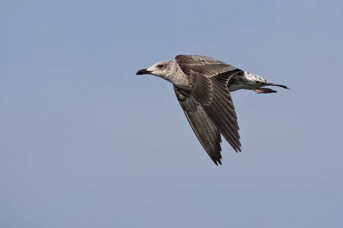 Lesser Black-backed Gull (Larus fuscus) juvenile flying, North Sea, Germany