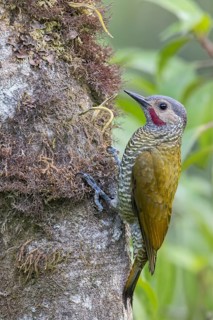 Grey-crowned Woodpecker (Colaptes auricularis) perched on a branch in Oaxaca, Mexico