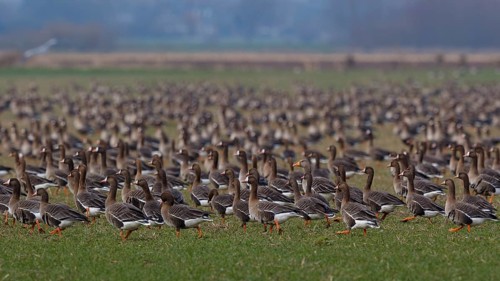Greater White-fronted Goose & Taiga Bean Goose & Greylag Goose (Anser albifrons & Anser fabalis &