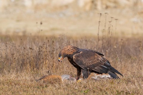 One golden eagle (Aquila chrysaetos) sitting in bright sunlight on a meadow, feeding on a dead fox